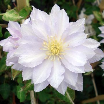 Clématite - Clematis Dancing King