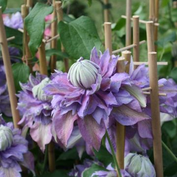 Clématite - Clematis Diamantina