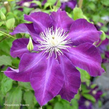 Waldrebe Hayate - Clematis