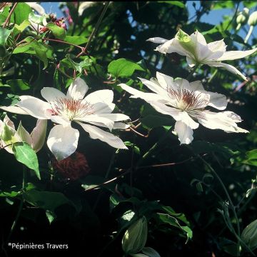 Waldrebe Henryi - Clematis