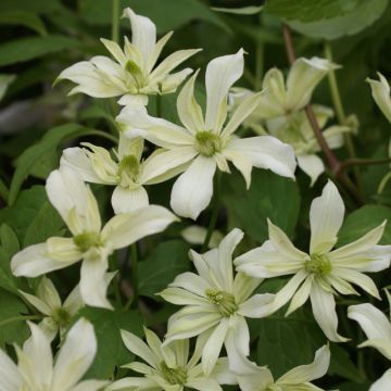 Waldrebe Jenny Keay - Clematis