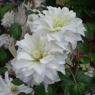 Clématite - Clematis Maria Skłodowska Curie