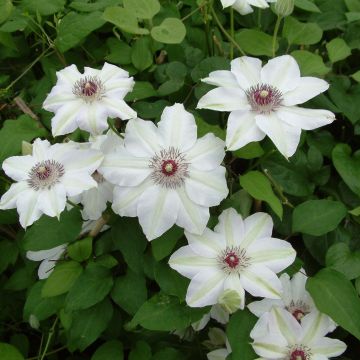 Waldrebe Miss Bateman - Clematis