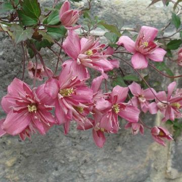 Clematis montana Broughton star - Berg-Waldrebe