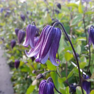 Clématite - Clematis diversifolia Rooguchi