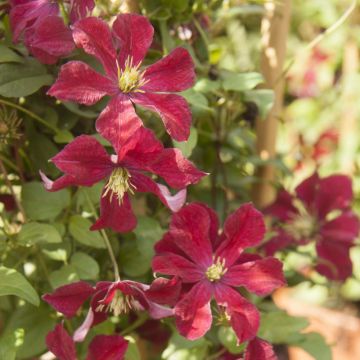 Clématite - Clematis Ruutel