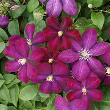 Waldrebe Voluceau - Clematis