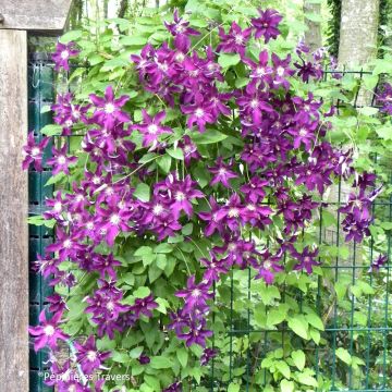 Waldrebe Vostock - Clematis