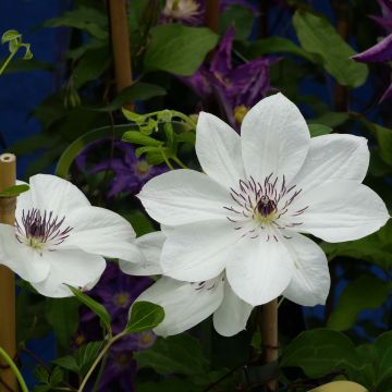 Waldrebe White Pearl - Clematis