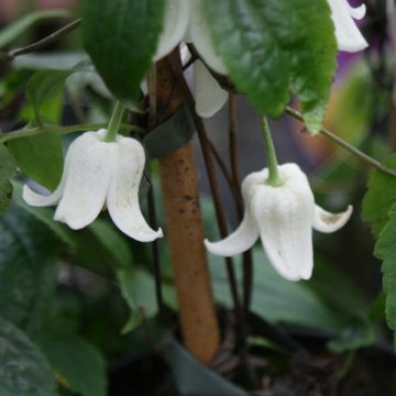 Clematis urophylla Winter Beauty - Waldrebe