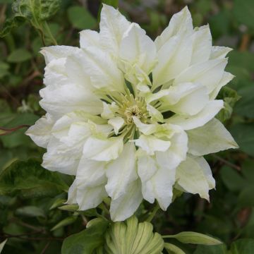 Waldrebe Yukiokoshi - Clematis