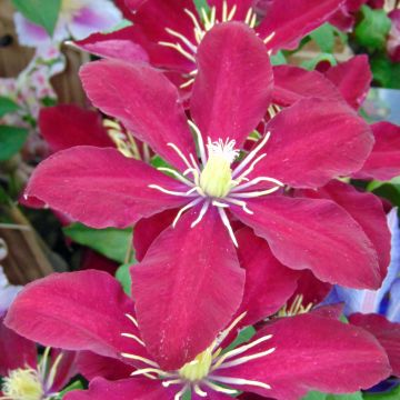 Waldrebe Niobe - Clematis