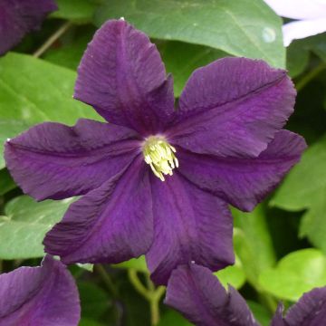 Waldrebe Romantika - Clematis