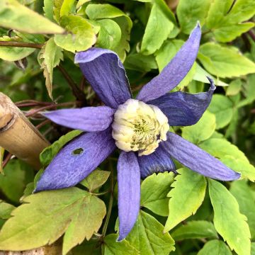 Waldrebe Blue Dancer - Clematis