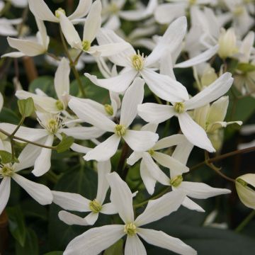 Clematis armandii Snowdrift - Immergrüne Waldrebe