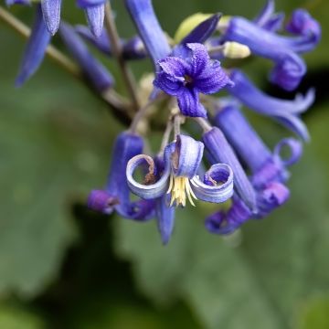 Clematis heracleifolia China Purple - Stauden-Waldrebe