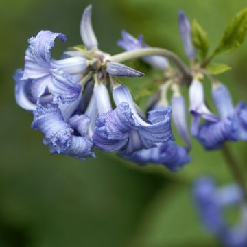 Clematis heracleifolia - Stauden-Waldrebe