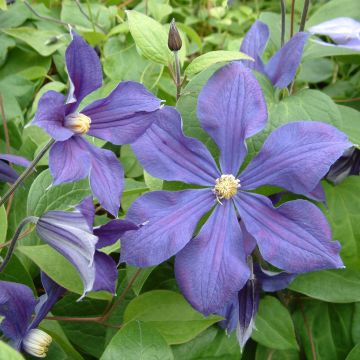 Clematis integrifolia Durandii - Stauden-Waldrebe