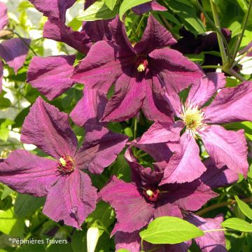 Clematis viticella Polish Spirit - Waldrebe