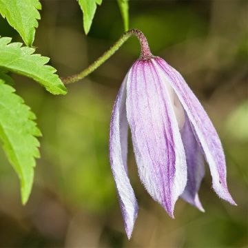 Waldrebe Willy - Clematis macropetala