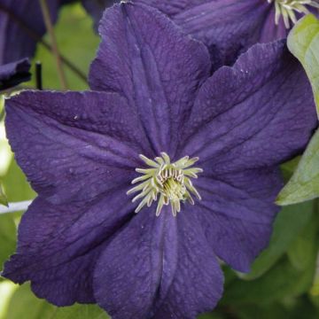 Clematis jackmanii Trikatrei - Waldrebe