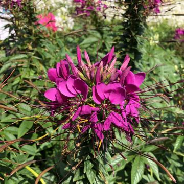 Spinnenpflanze Sparkler 2.0 Purple - Cleome