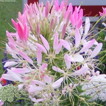 Spinnenpflanze Sparkler Blush - Cleome