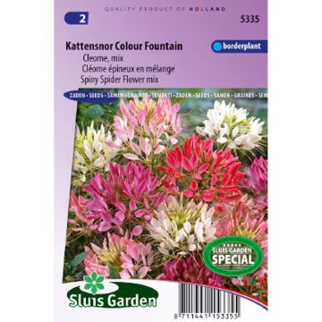 Spinnenpflanze Colour Fountain Mix (Samen) - Cleome