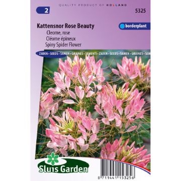 Spinnenpflanze Rose Beauty (Samen) - Cleome