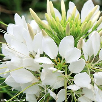 Spinnenpflanze Sparkler White - Cleome