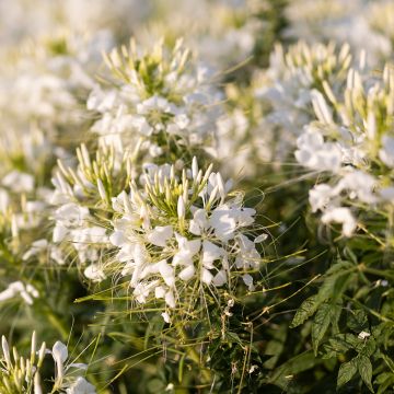 Spinnenpflanze Sparkler 2.0 White - Cleome