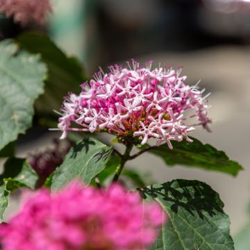 China Losbaum - Clerodendrum bungei