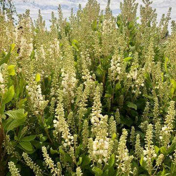 Clethra alnifolia Anne Bidwell - Scheineller