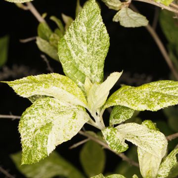 Clethra alnifolia Creels Calico - Scheineller