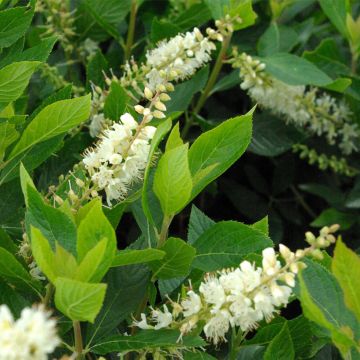 Clethra alnifolia Pink Spire - Cléthra à feuilles d'aulne