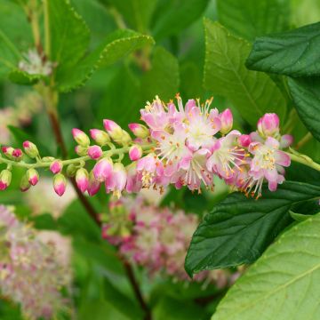 Clethra alnifolia Pink Spire - Scheineller