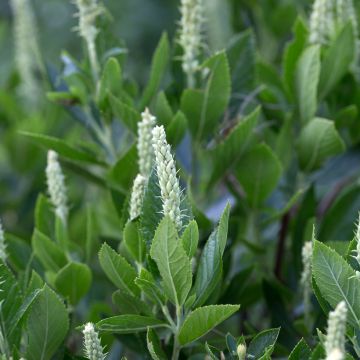 Clethra alnifolia Sixteen Candles - Scheineller