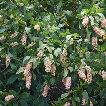 Clethra alnifolia - Scheineller