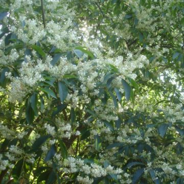 Clethra barbinervis - Scheineller