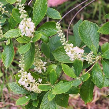 Clethra tomentosa Cottondale