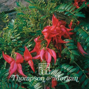 Graines de Clianthus puniceus