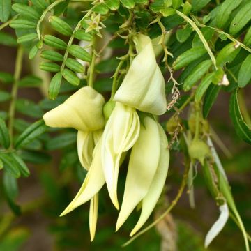 Clianthus puniceus White Heron - Pince de Homard