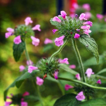 Clinopodium vulgare - Borstige Bergminze