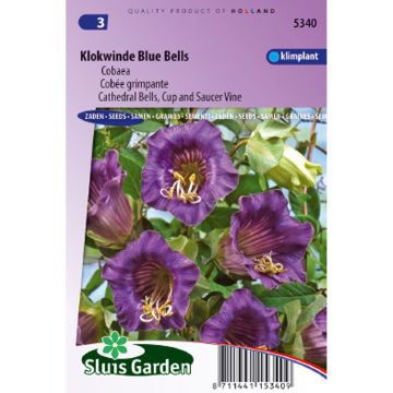 Cobea scandens Violet Blue Bells (Samen) - Glockenrebe