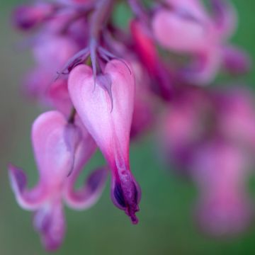 Dicentra Candy Hearts - Herzblume