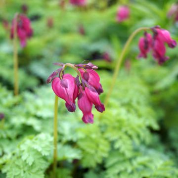 Dicentra King of Hearts - Herzblume