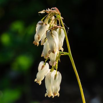 Dicentra formosa Aurora - Zwerg-Herzblume