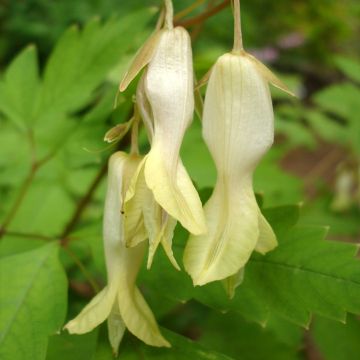 Dicentra macrantha - Chinesisches Tränendes Herz