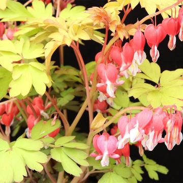 Dicentra spectabilis Ruby Gold - Tränendes Herz