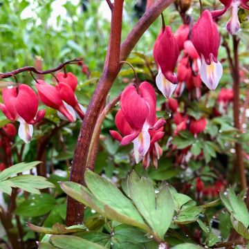 Dicentra spectabilis Valentine - Tränendes Herz